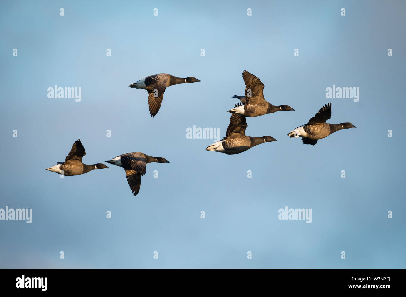 Dark bellied Brent geese (Branta bernicla) group in flight, Texel, the Netherlands Stock Photo