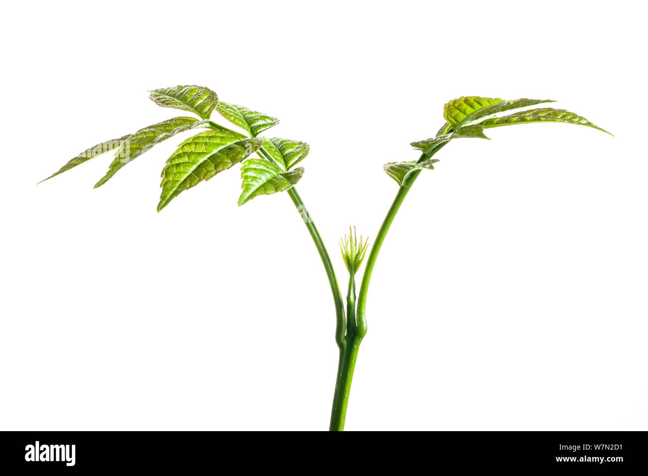 Ash tree seedling hires stock photography and images Alamy