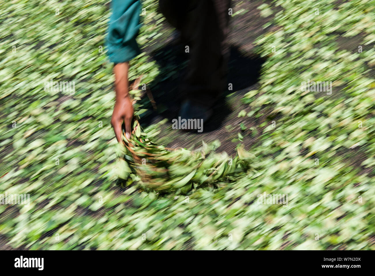 Man turning harvest of Coca (Erythroxylum coca) leaves to dry them in the sun, Bolivia, November Stock Photo