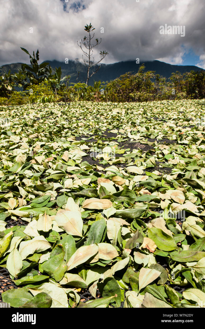 Coca (Erythroxylum coca) leaves drying in the sun, Cordillera Real, Bolivia, November Stock Photo