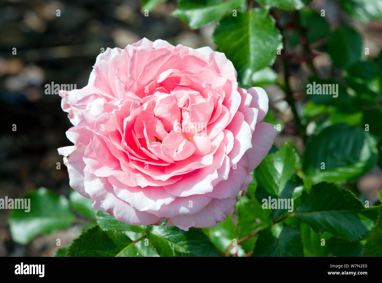 Rose L'Aimant Stock Photo