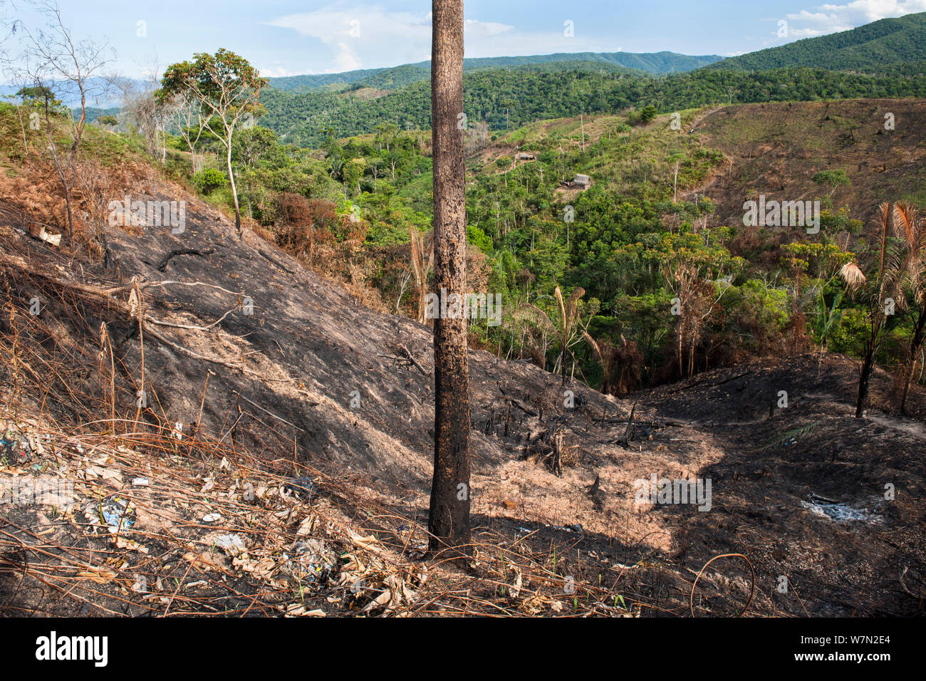 Landscape of deforested Cloud forest habitat, the forest is cleared to make room for Coca (Erythroxylum coca) plantations, Bolivia, November Stock Photo