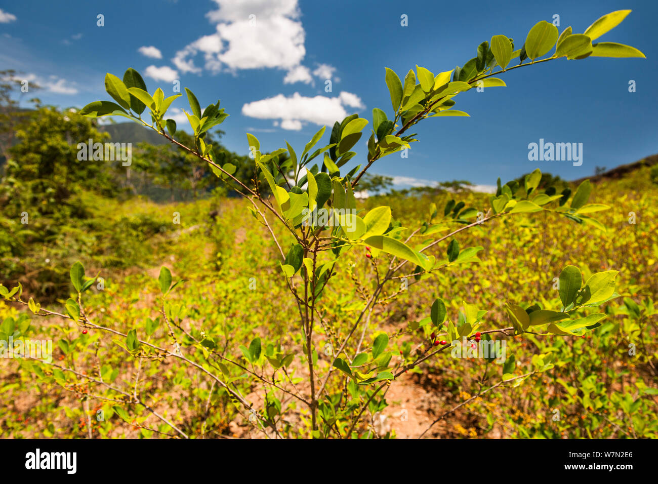 Cultivated Coca (Erythroxylum coca) plants growing the valleys below the Andes, Bolivia, November Stock Photo