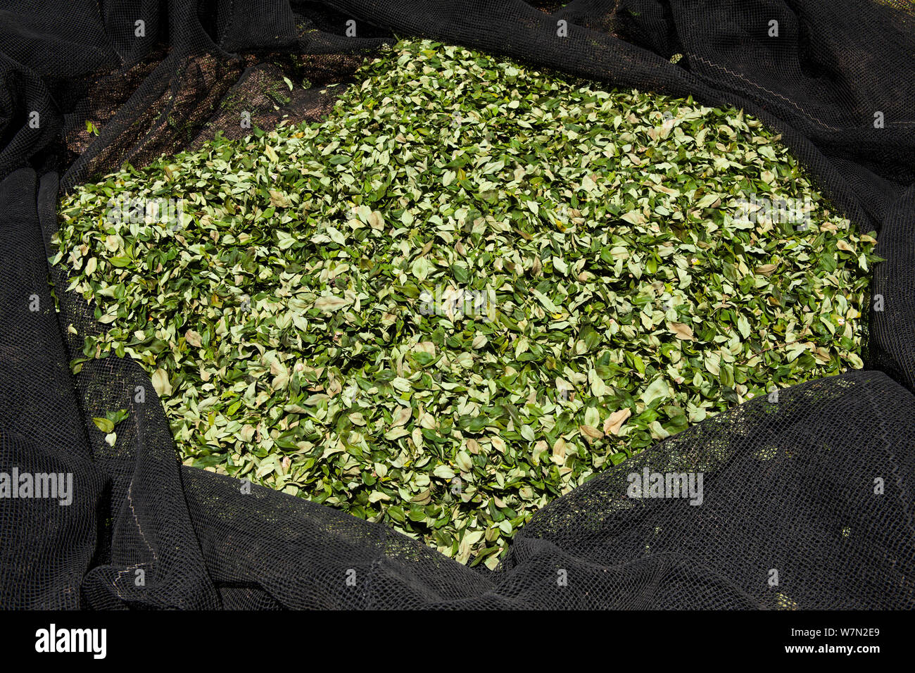 Harvest of Coca (Erythroxylum coca) leaves in net ready to be taken to the market in La Paz, Bolivia, November Stock Photo