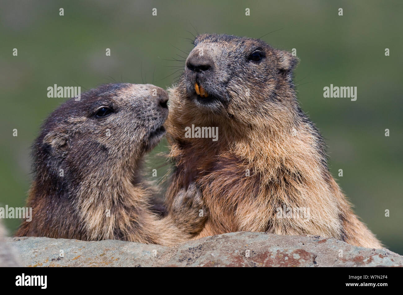 Two Alpine marmots (Marmota marmota), Hohe Tauern National Park, Austria, July Stock Photo