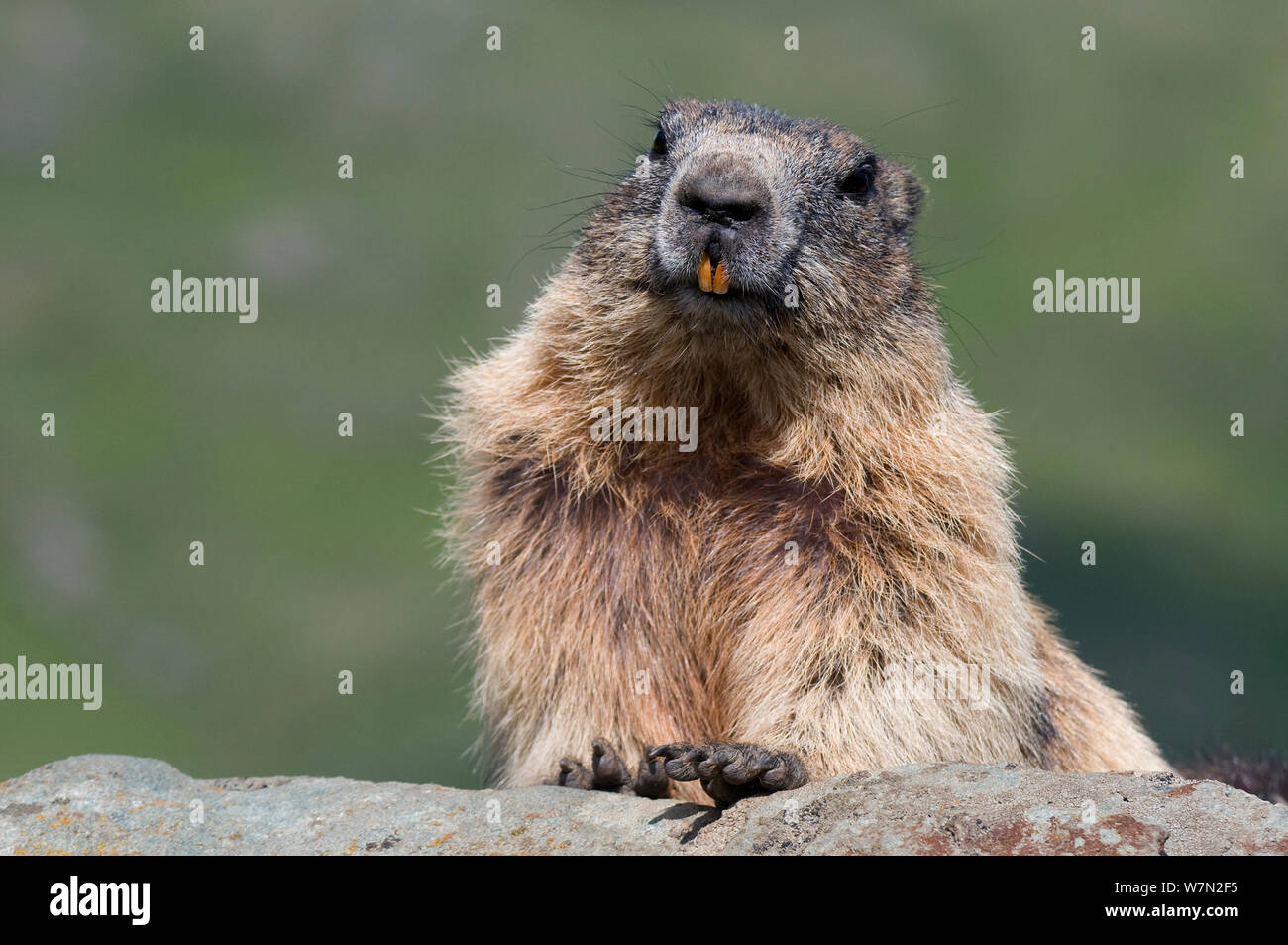 Alpine marmot (Marmota marmota), Hohe Tauern National Park, Austria, July  Stock Photo - Alamy