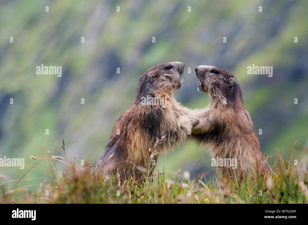 Alpine marmots (Marmota marmota) fighting, Hohe Tauern National Park, Austria, July Stock Photo