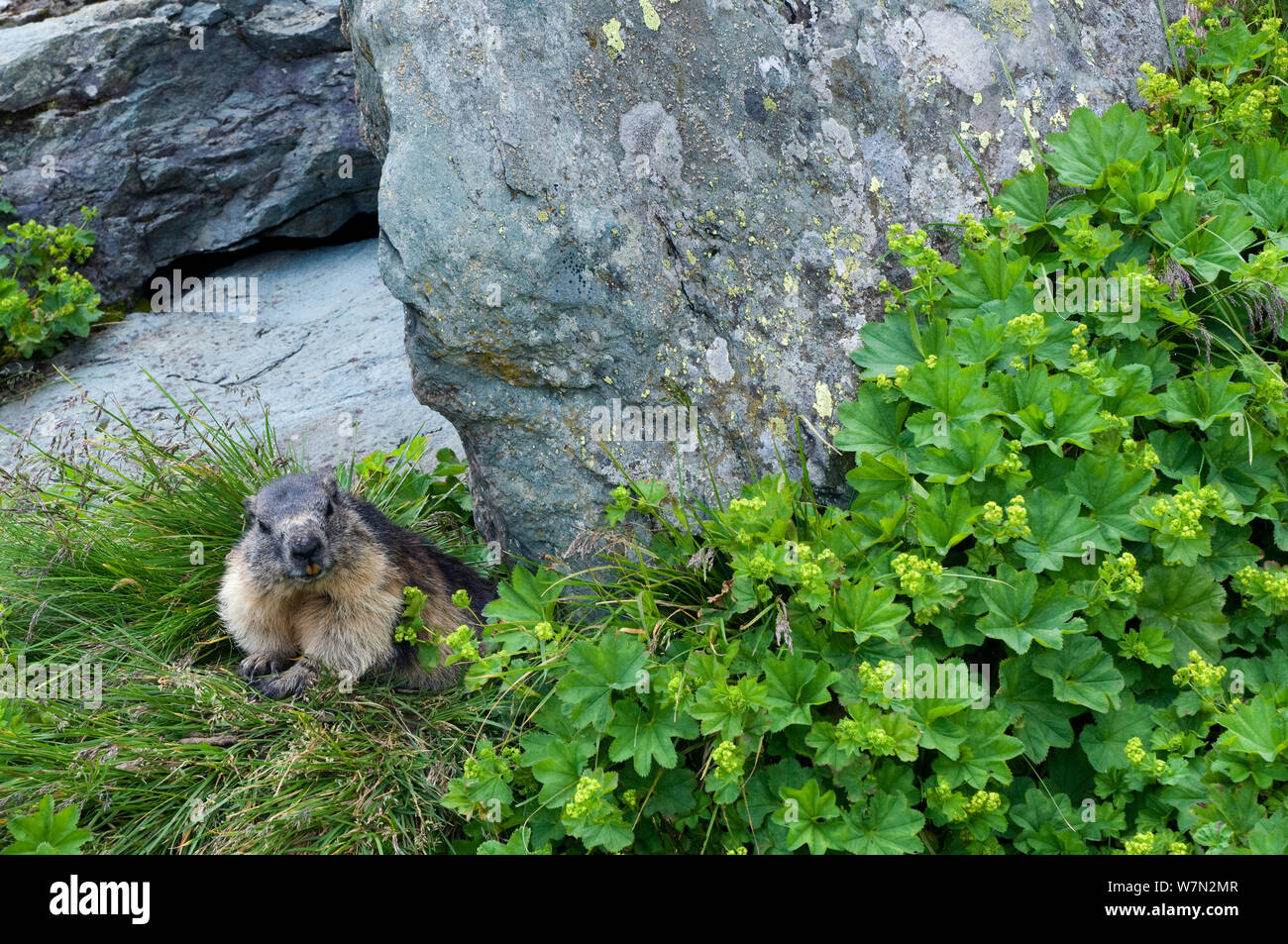 Alpine marmot (Marmota marmota) sheltering under rock, Hohe Tauern National Park, Austria, July Stock Photo