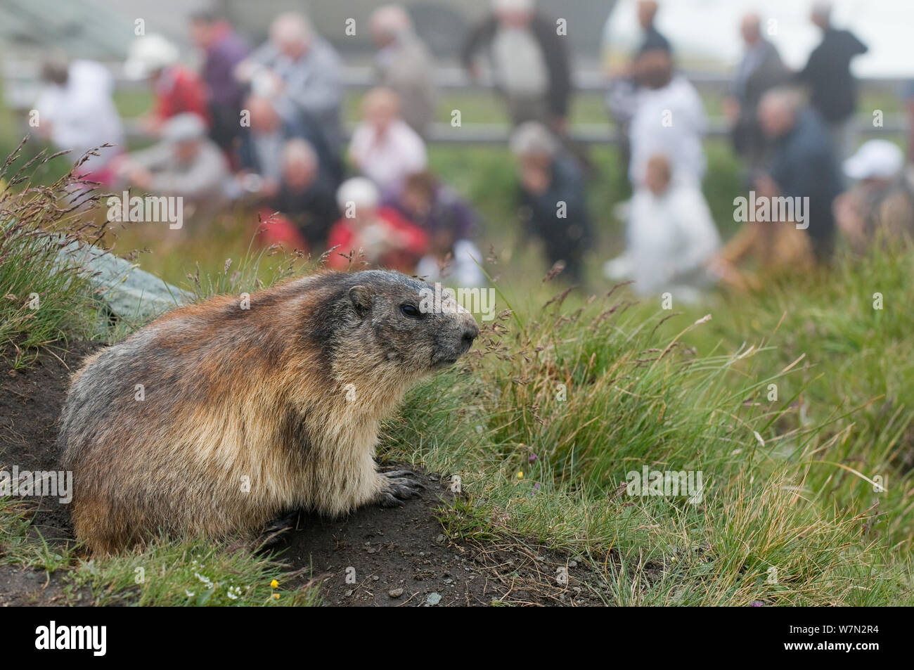 Alpine marmot (Marmota marmota) at entrance to burrow with people in the background, Hohe Tauern National Park, Austria, July Stock Photo