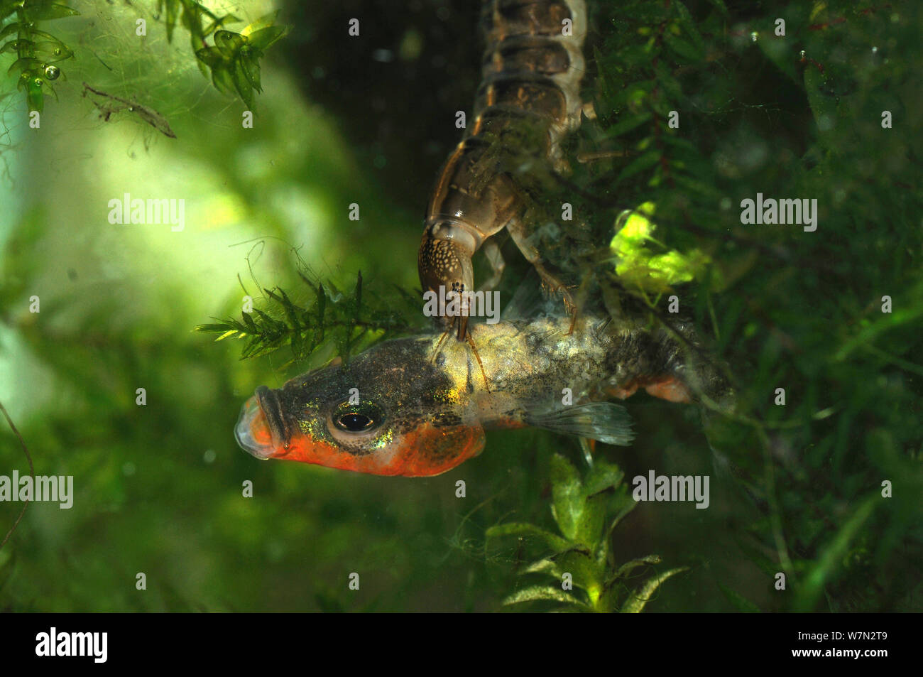 Great diving beetle (Dytiscus marginalis) larva eating a Three spined