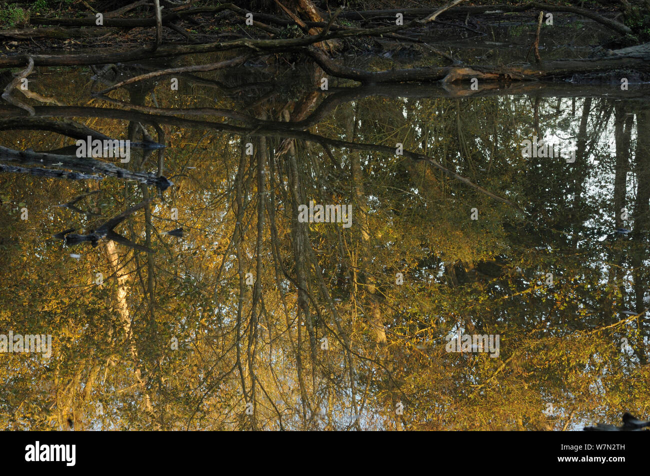 Reflections of Grey willow (Salix cinerea) and Alder (Alnus glutinosa) trees, with exposed dead wood in a glacial kettle hole pond, Herefordshire, England, UK, Europe, November Stock Photo