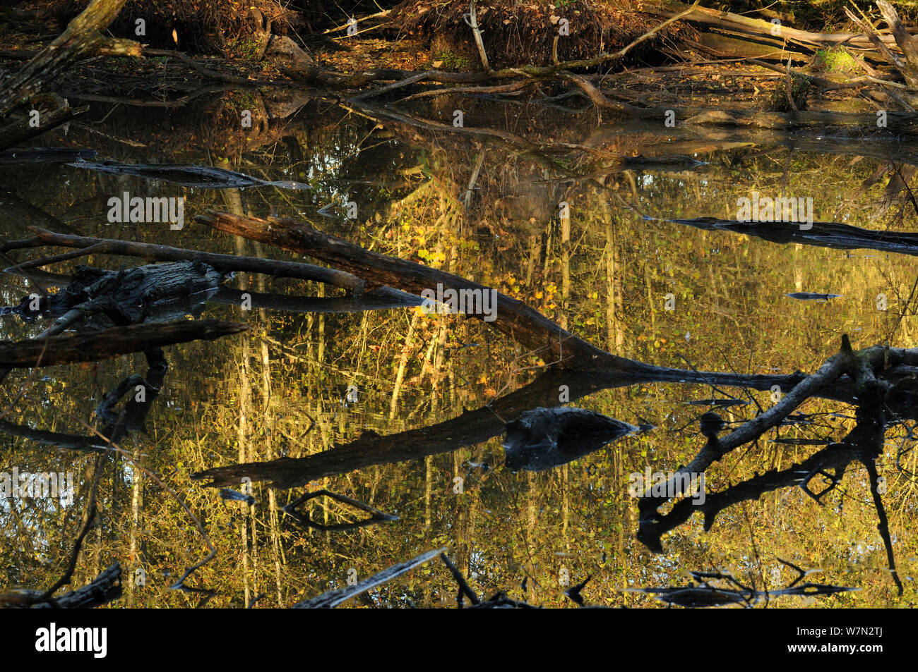 Reflections of Grey willow (Salix cinerea) and Alder (Alnus glutinosa) trees, with exposed dead wood in a glacial kettle hole pond, Herefordshire, England, UK, Europe, November Stock Photo