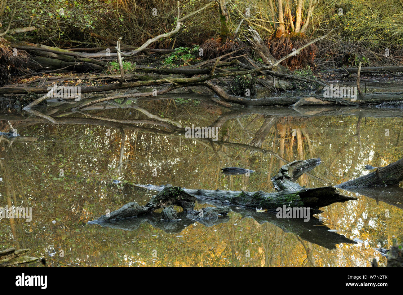 Roots of Common alder (Alnus glutinosa) tree and dead wood exposed by drought in a glacial kettle hole pond, Herefordshire, England, UK, November Stock Photo