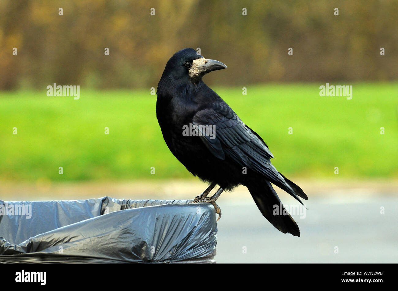 Rook (Corvus frugilegus) on waste bin, Malmesbury Motorway Service Station, Wiltshire, England, UK, December Stock Photo