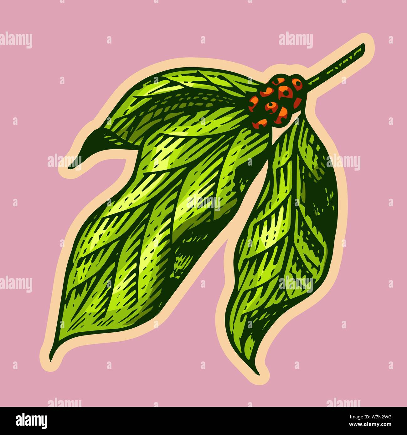 Coffee leaves in vintage style. Hand drawn engraved retro sketch for ...