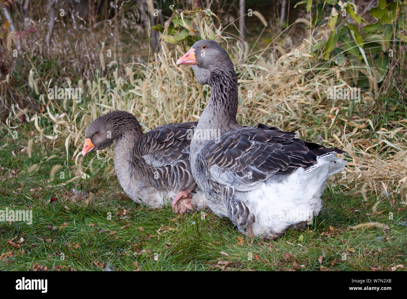 Gray Toulouse domestic Geese (Anser anser), an old domestic breed feom
