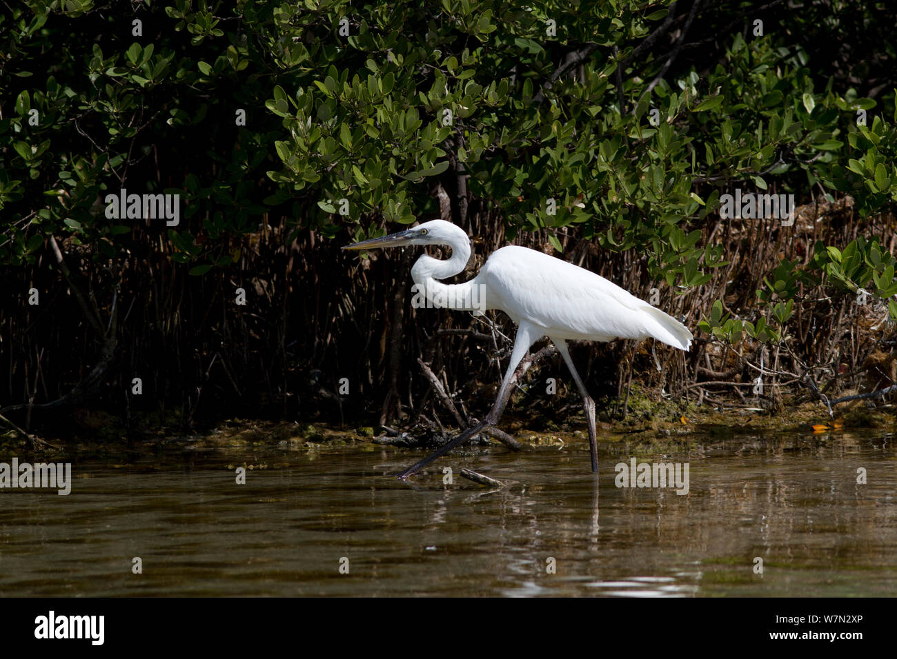 Great White Heron (Ardea herodias occidentalis) in saltwater shallows, by Red Mangrove (Rhizophora mangle) prop roots. Florida Keys, Florida, USA, March. Stock Photo