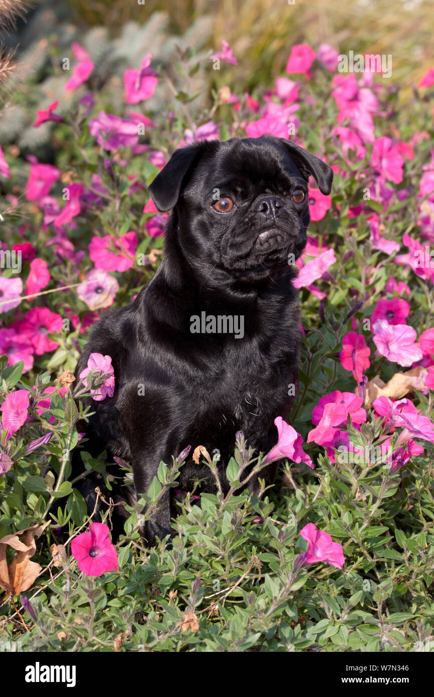 Pug sitting amongst pink flowers. Stock Photo