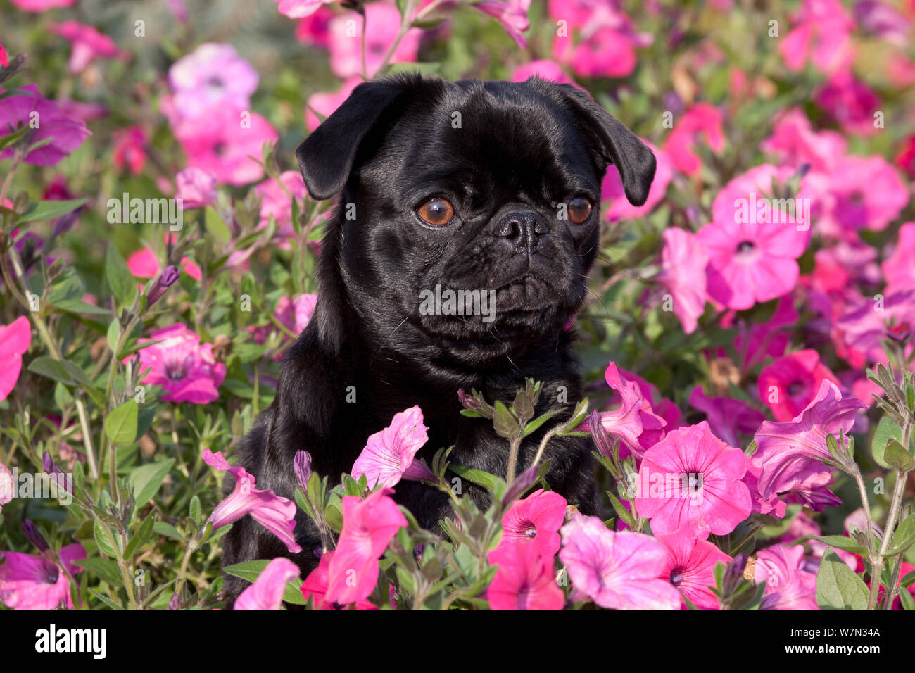 Pug dog sitting amongst pink flowers. Stock Photo