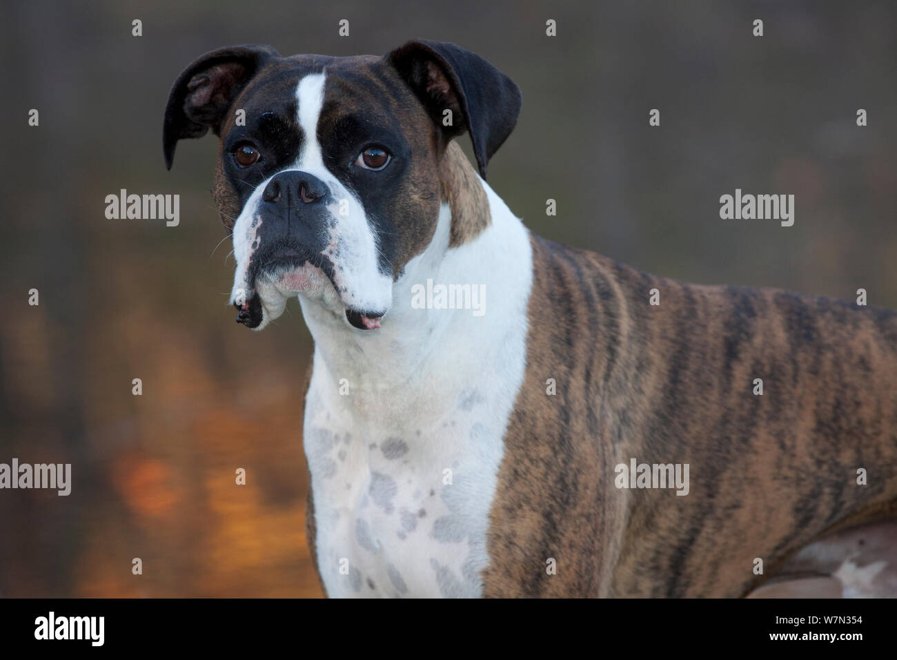 Male boxer dog portrait Stock Photo - Alamy