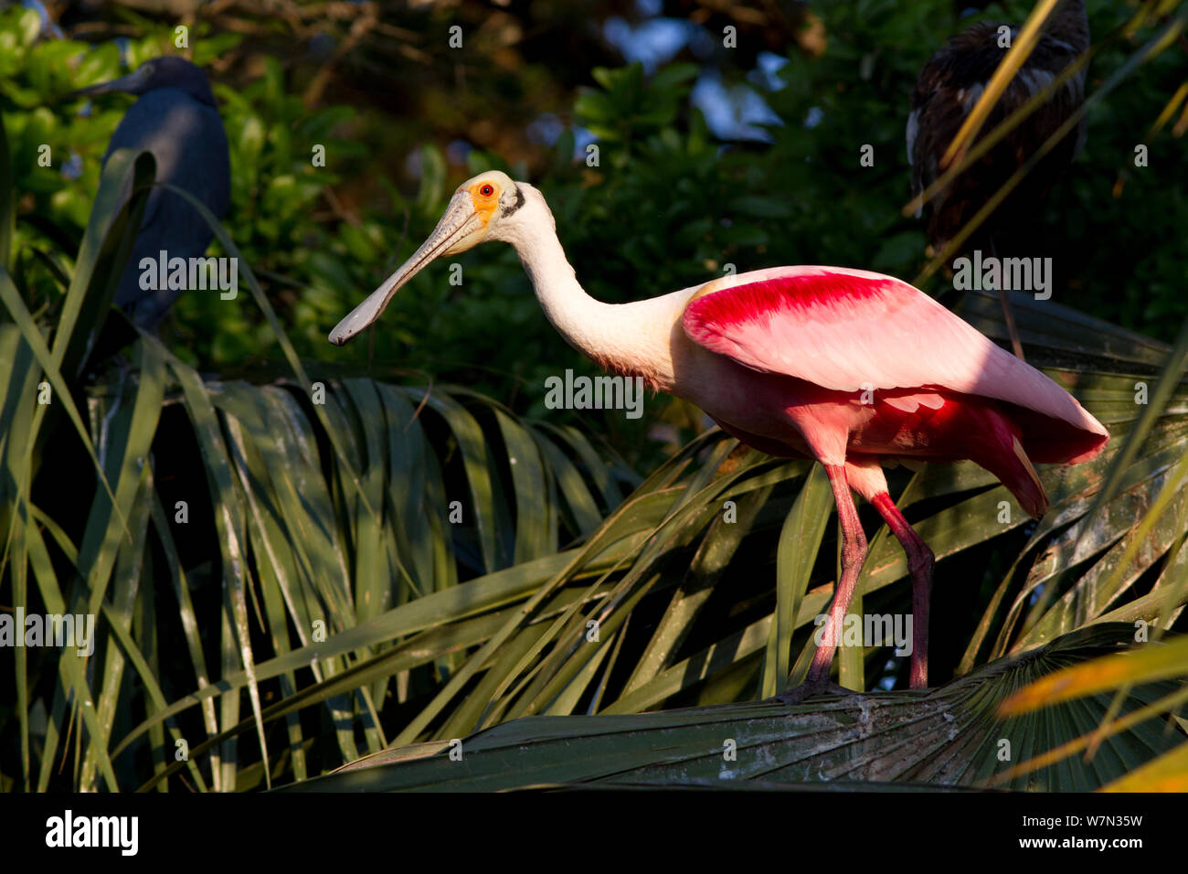 Roseate Spoonbill (Platalea ajaja) adult in breeding plumage, standing in palm fronds. St. Johns County, Florida, USA, March. Stock Photo