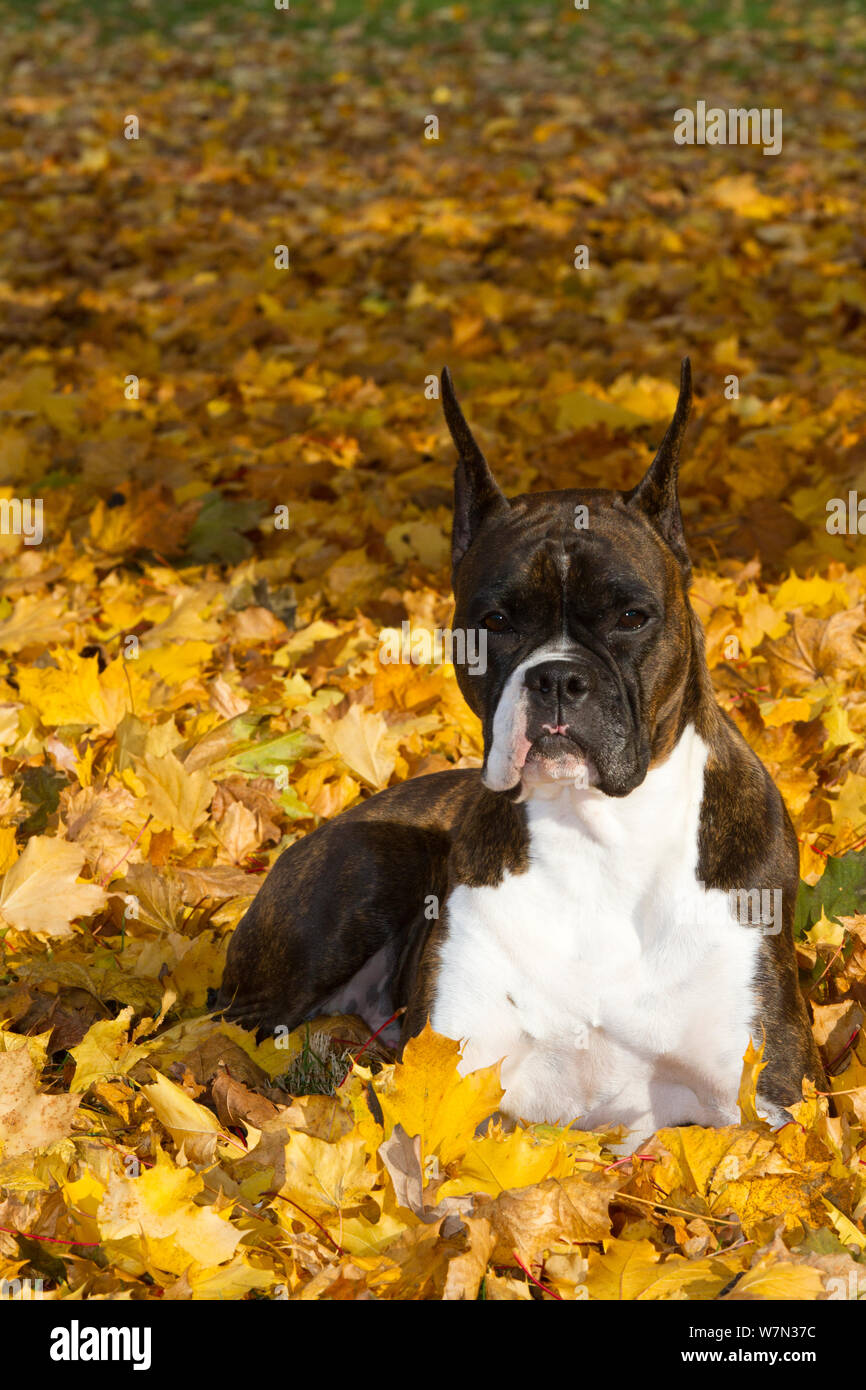 Boxer dog cropped ears hires stock photography and images Alamy