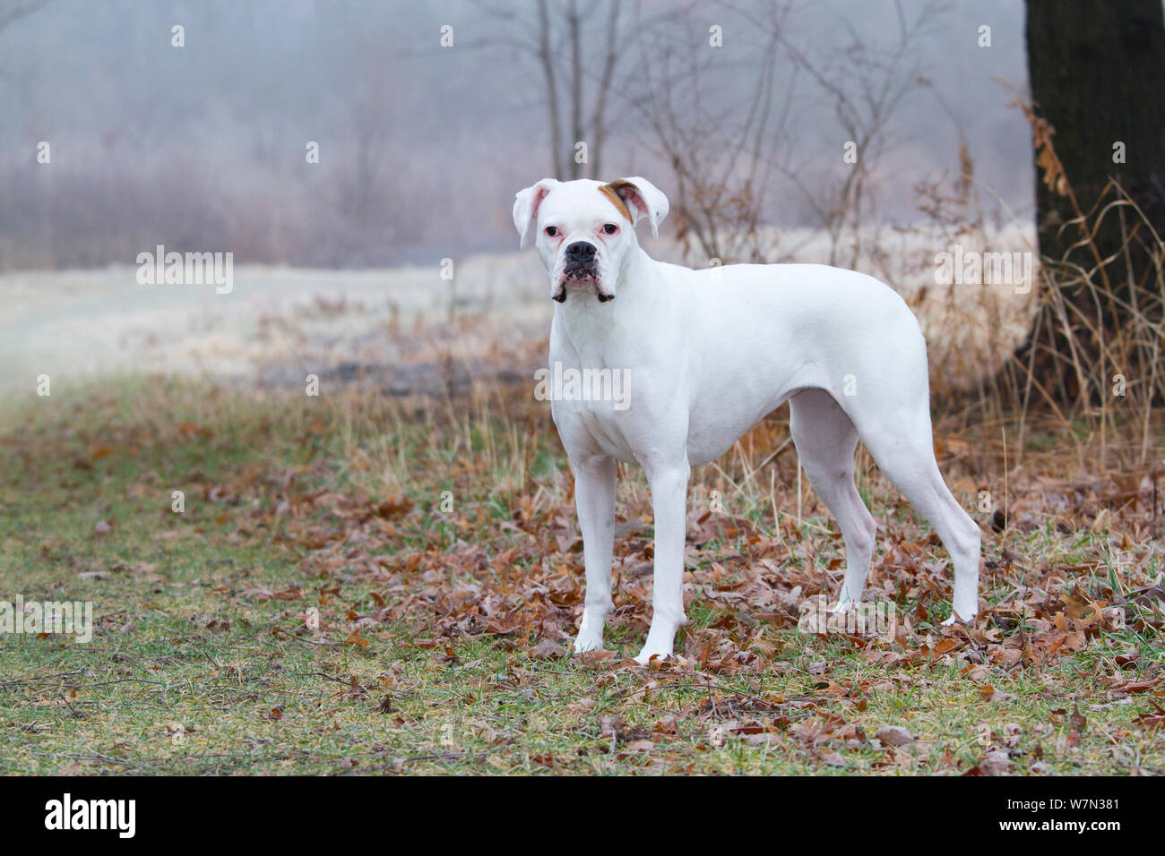 White Boxer dog portrait, against frosty landscape. USA Stock Photo