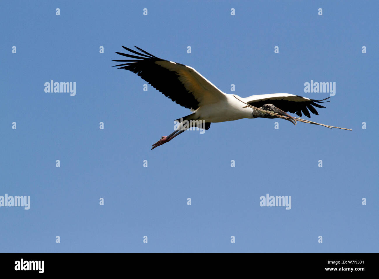 Wood Stork (Mycteria americana) in flight with nesting material. St. John's County, Florida, USA, March. Stock Photo