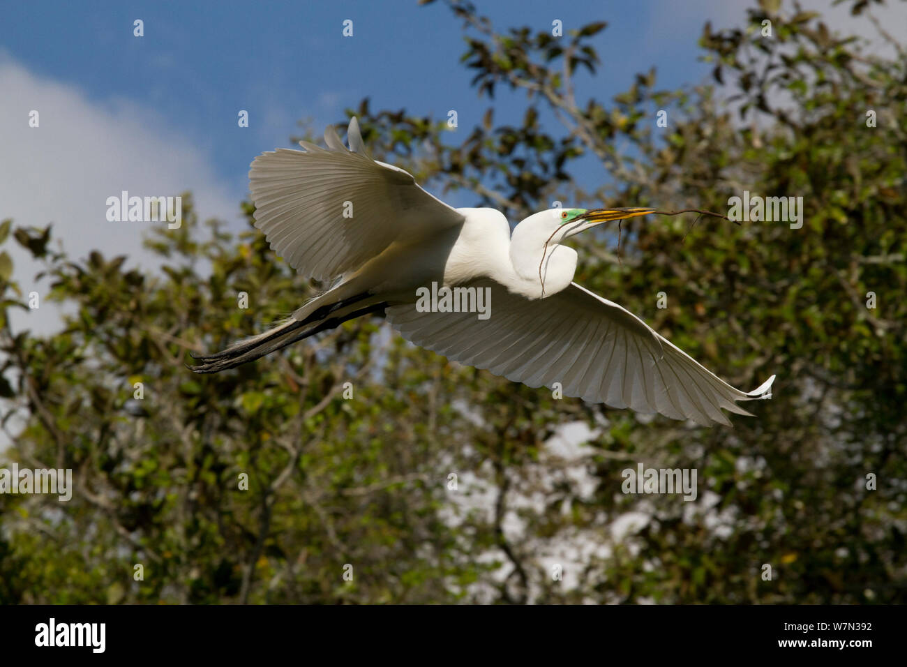 Great Egret (Ardea alba) in flight. St. John's County, Florida, USA, March. Stock Photo