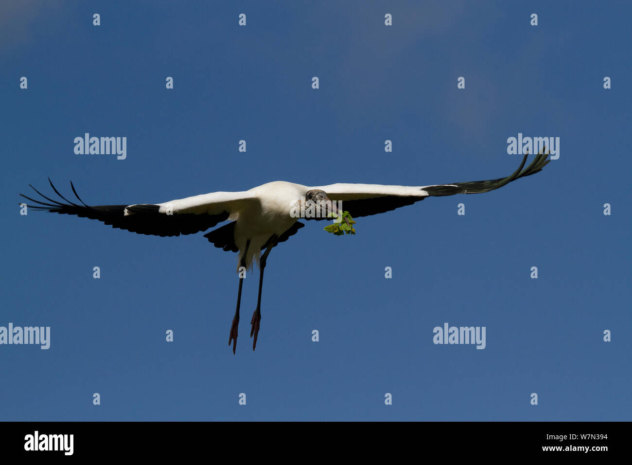Wood Stork (Mycteria americana) in flight with nesting material. St. John's County, Florida, USA, March. Stock Photo