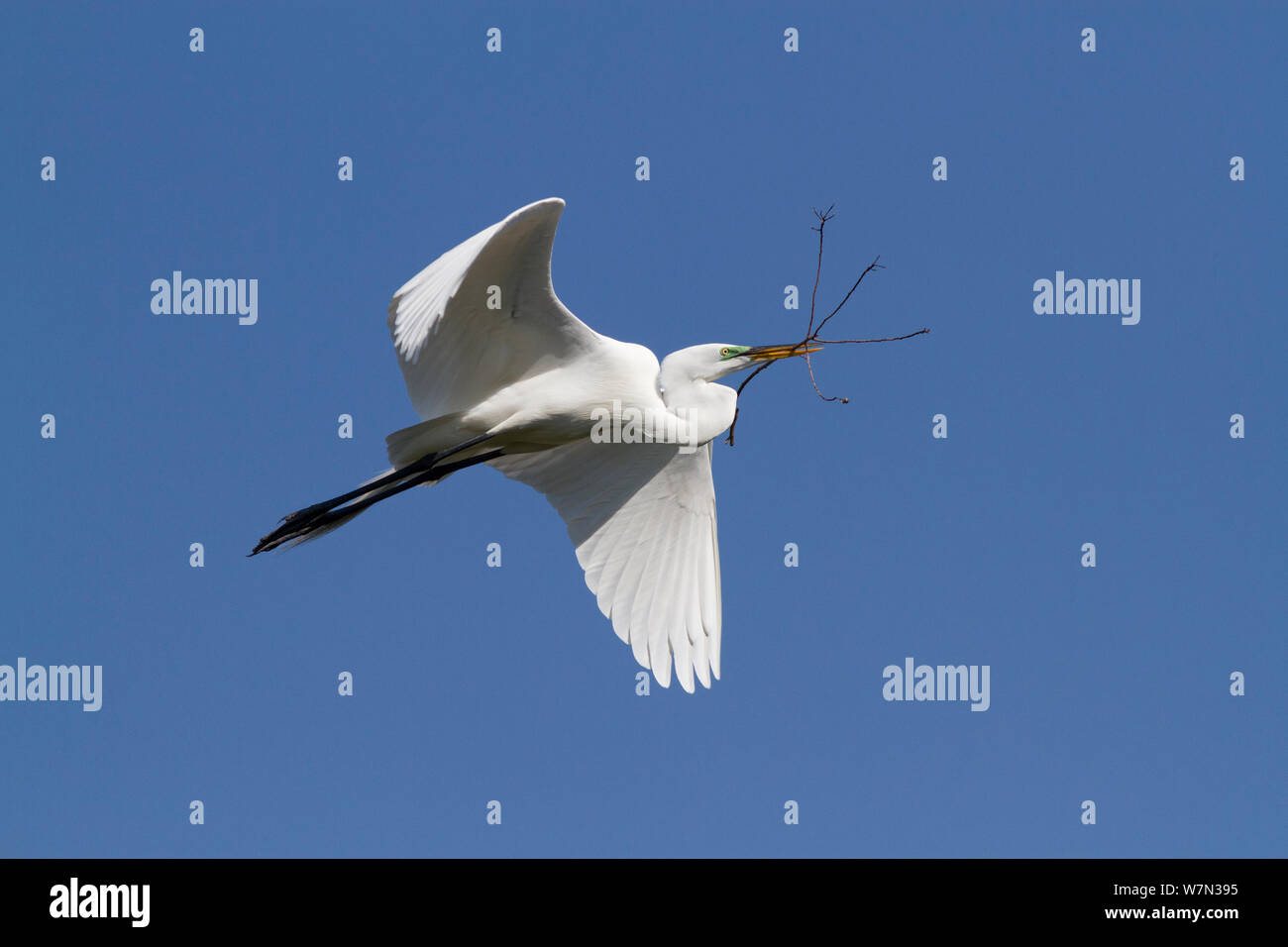Great Egret (Ardea alba) in flight with nesting material. St. John's County, Florida, USA, March. Stock Photo