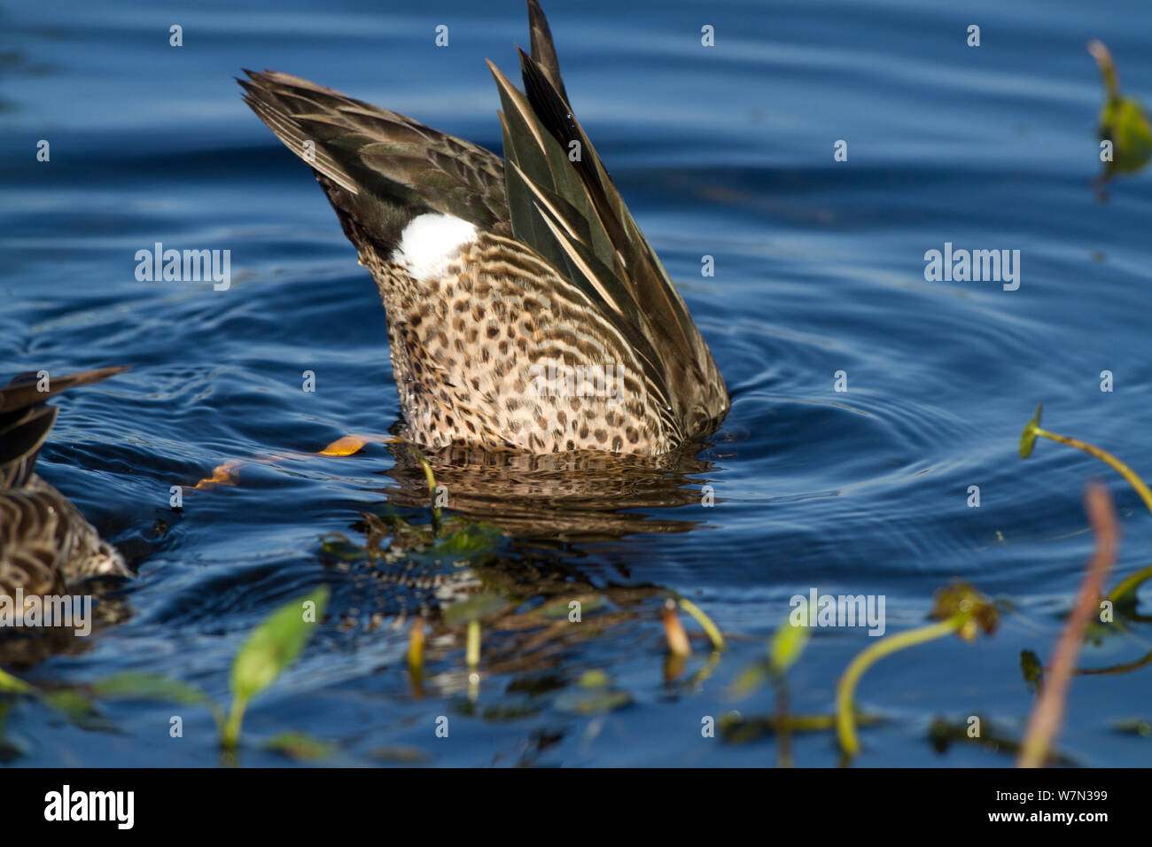 Blue-Winged Teal (Anas discors) drake, dipping for food in pond. Lakeland, Florida, USA, January. Stock Photo