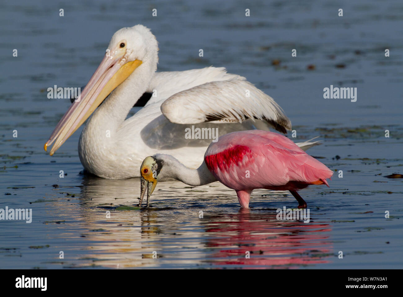 White pelican in breeding plumage hi-res stock photography and images ...