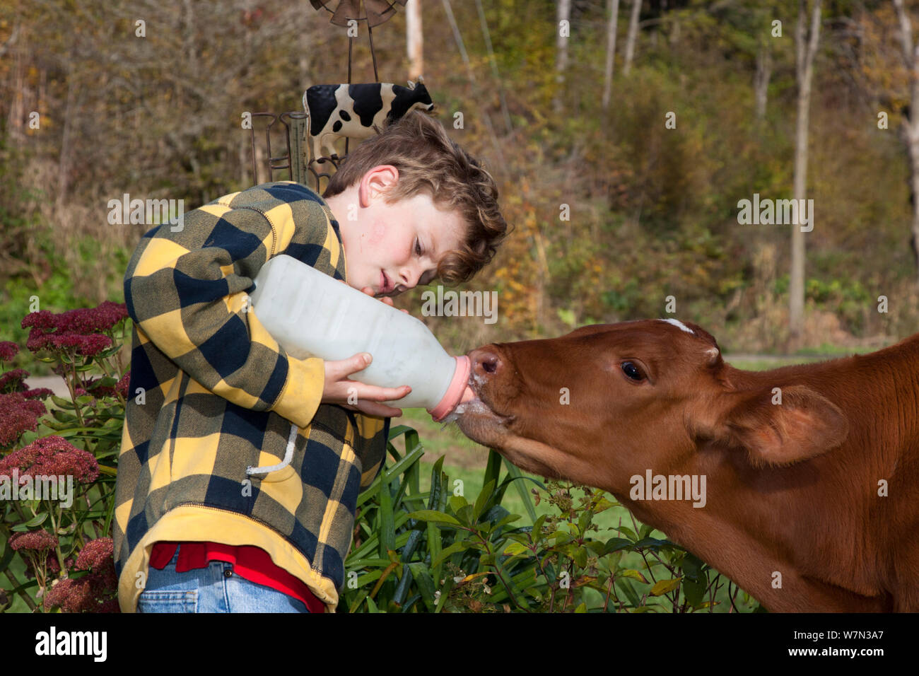 Boy feeding calf bottle hires stock photography and images Alamy