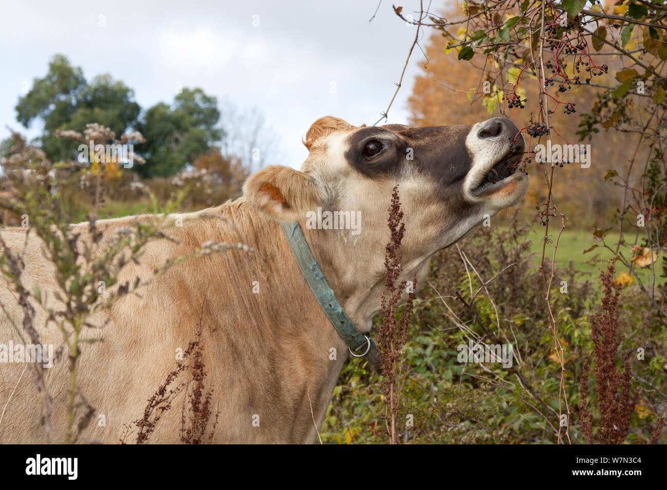 Jersey cow browsing on wild berries in high pasture. Vermont, USA