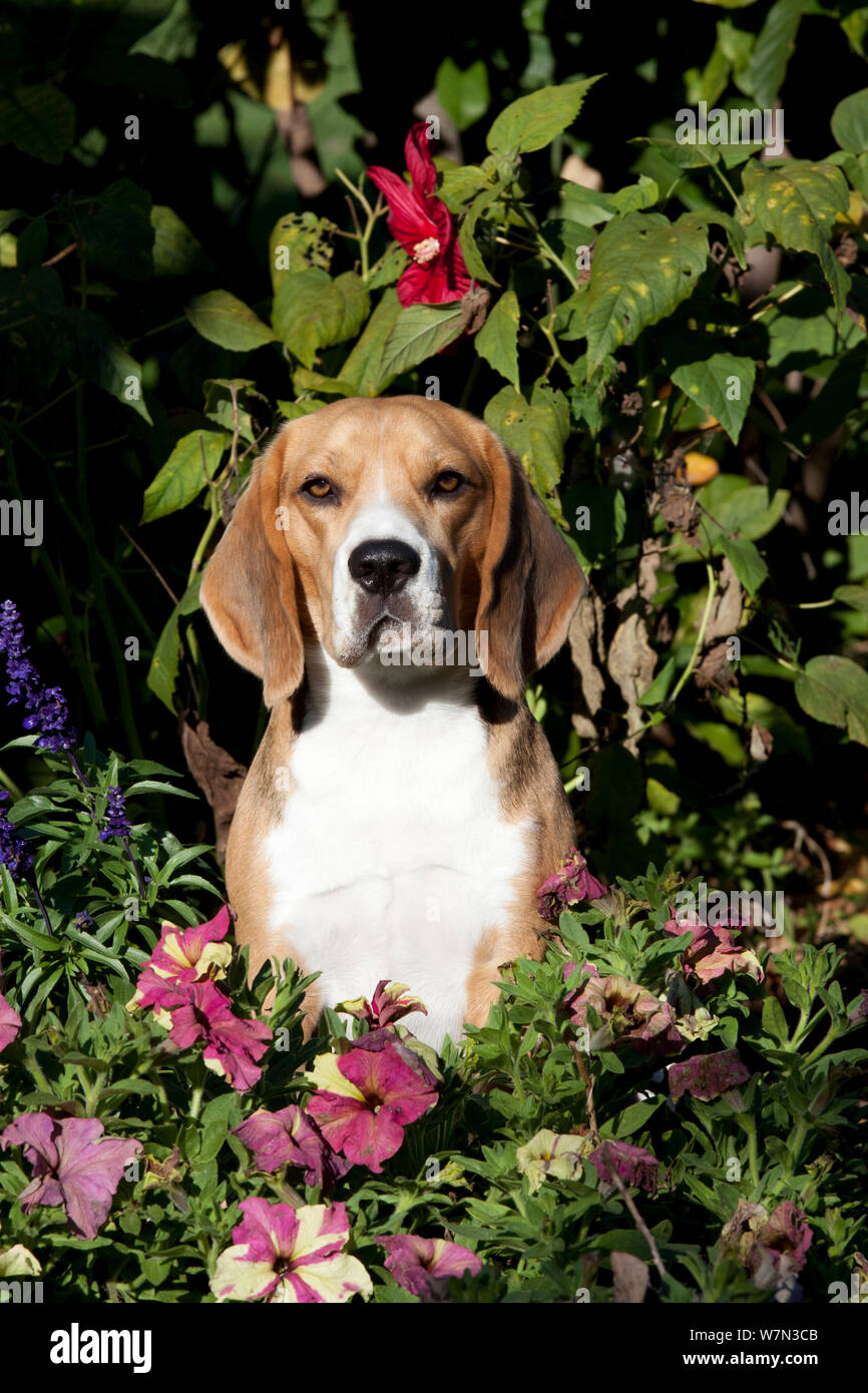 Beagle Hound male portrait amongst flowers. USA Stock Photo