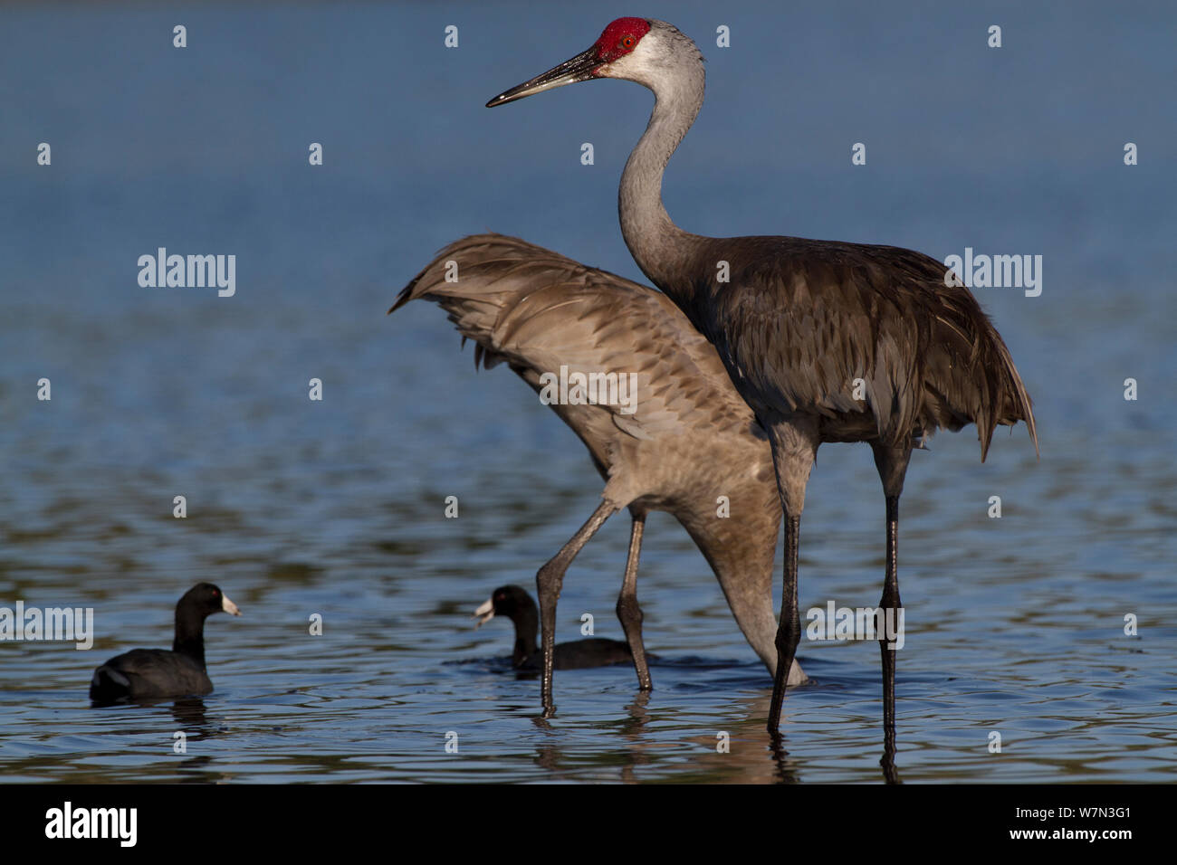 Non-migratory Florida Sandhill Crane (Grus canadensis pratensis) foraging in shallows of Myakka Lake (accompanied by American Coot, Felicia americana); the coots are foraging in the water disturbed by the larger birds. Sarasota, Florida, USA, March. Stock Photo