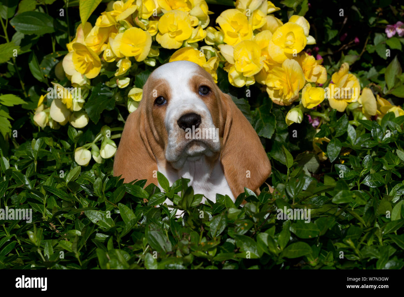 Basset Hound puppy in flowers. USA Stock Photo