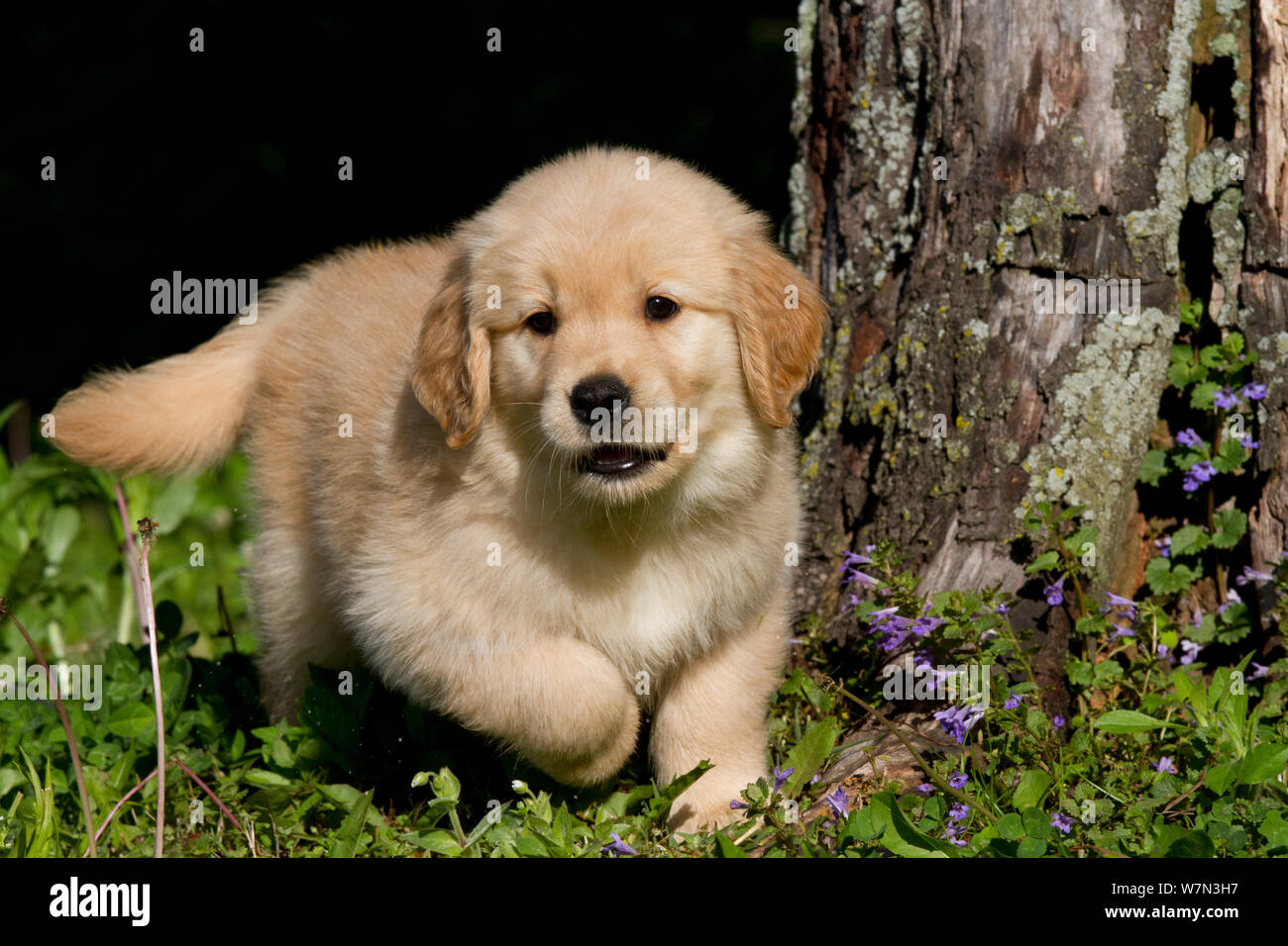 Golden Retriever puppy playing in grass. USA Stock Photo - Alamy