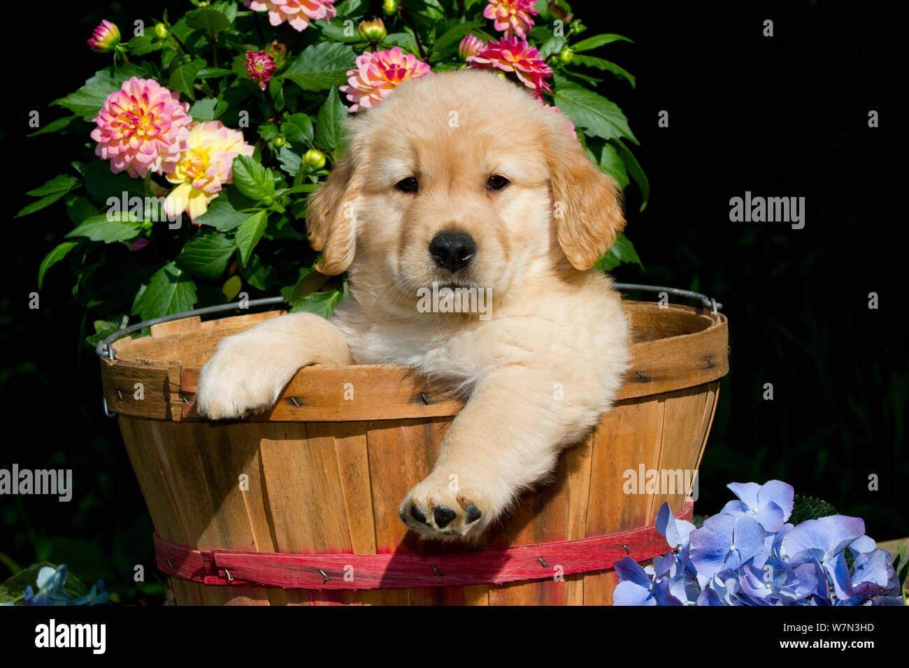 golden retriever puppy in basket