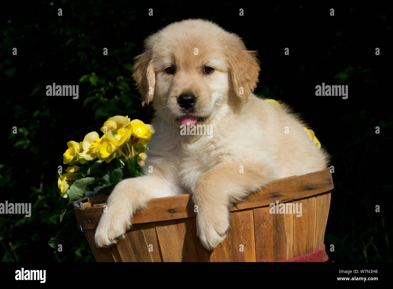 Golden Retriever Puppy In Basket With Flowers Usa Stock Photo