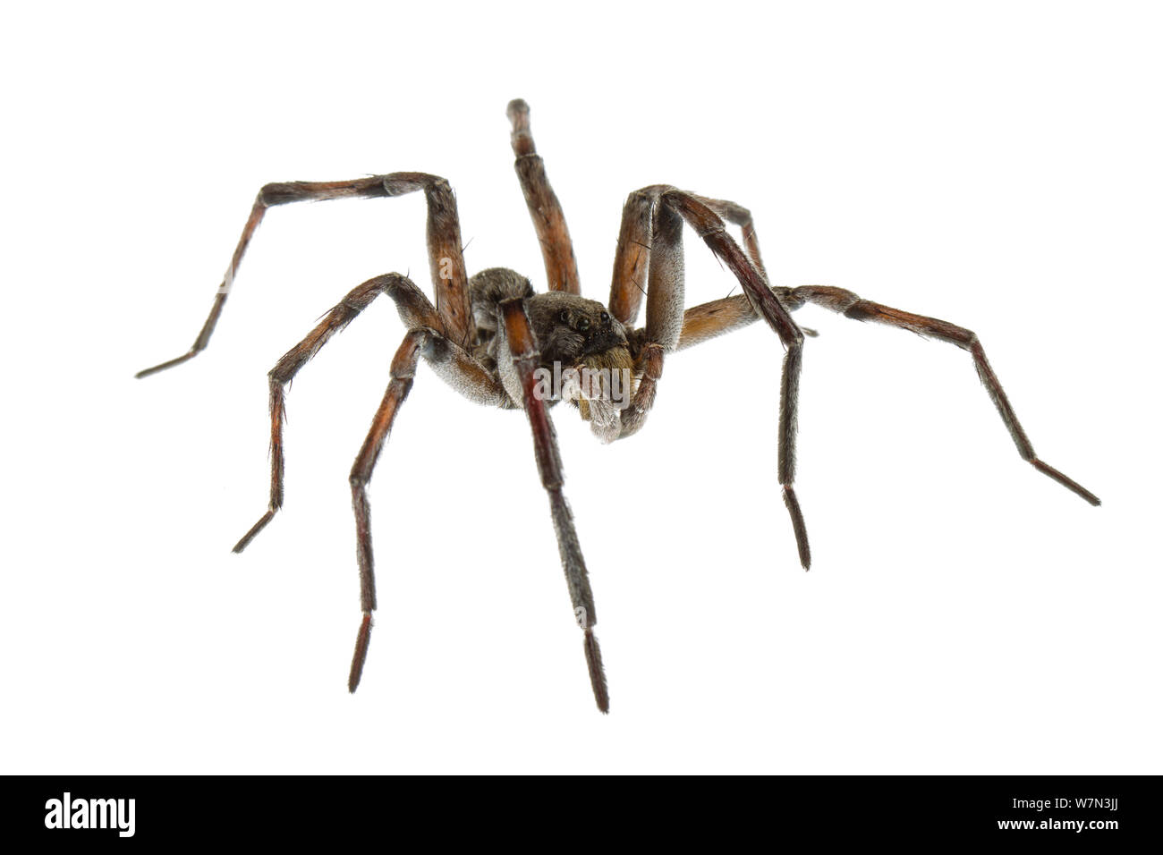 Funnel weaver spider (Tegenaria sp) Scotland County, North Carolina, USA, June, meetyourneighboursproject.net Stock Photo