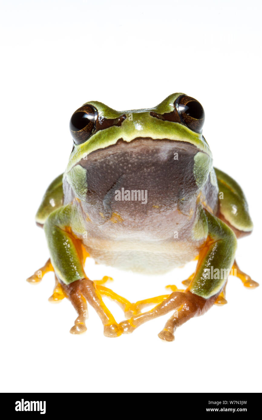 Blue Jay Barrens: Baby Wood Frogs