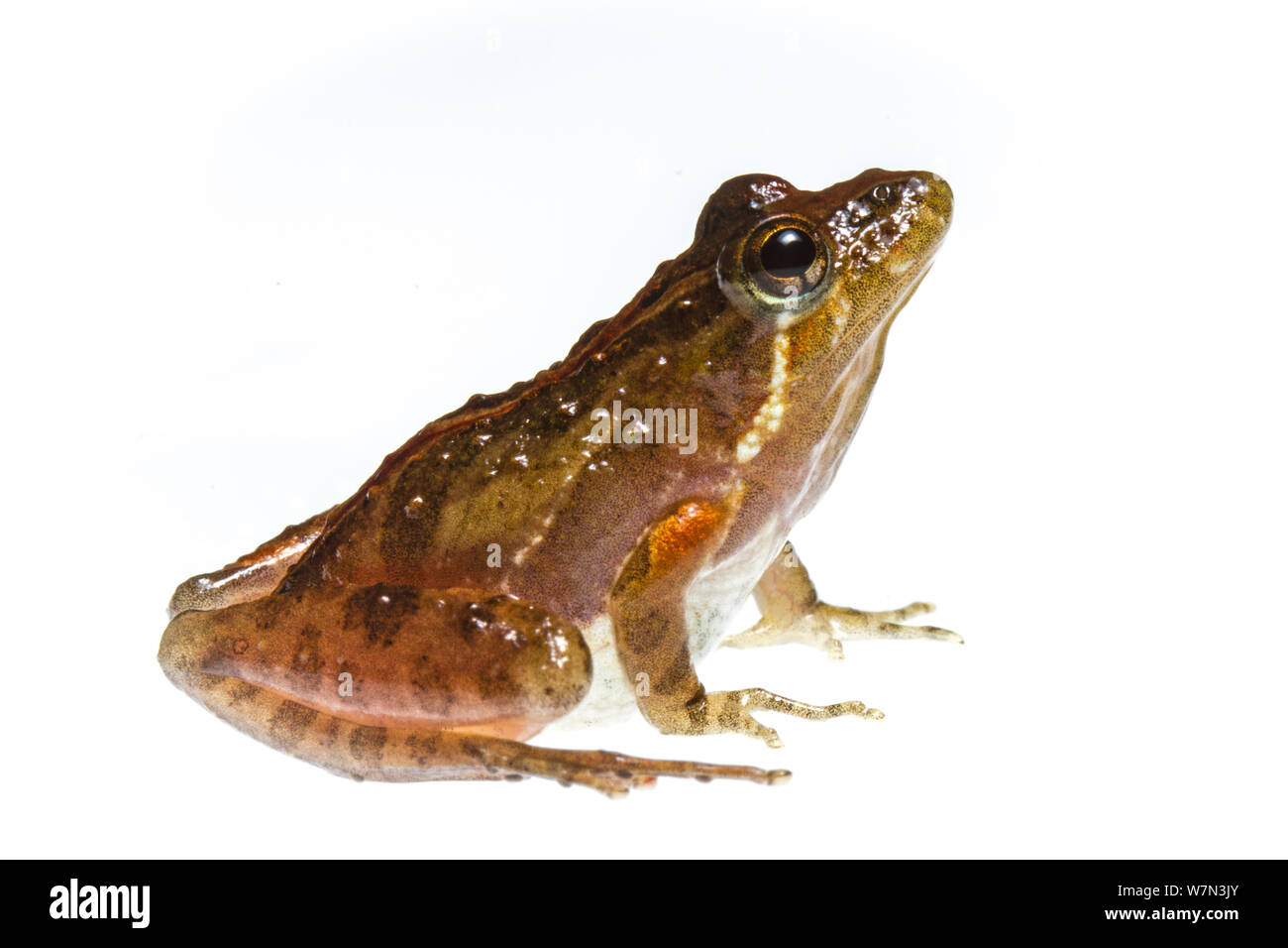 Southern cricket frog (Acris gryllus) Richmond County, North Carolina, USA, May, meetyourneighboursproject.net Stock Photo