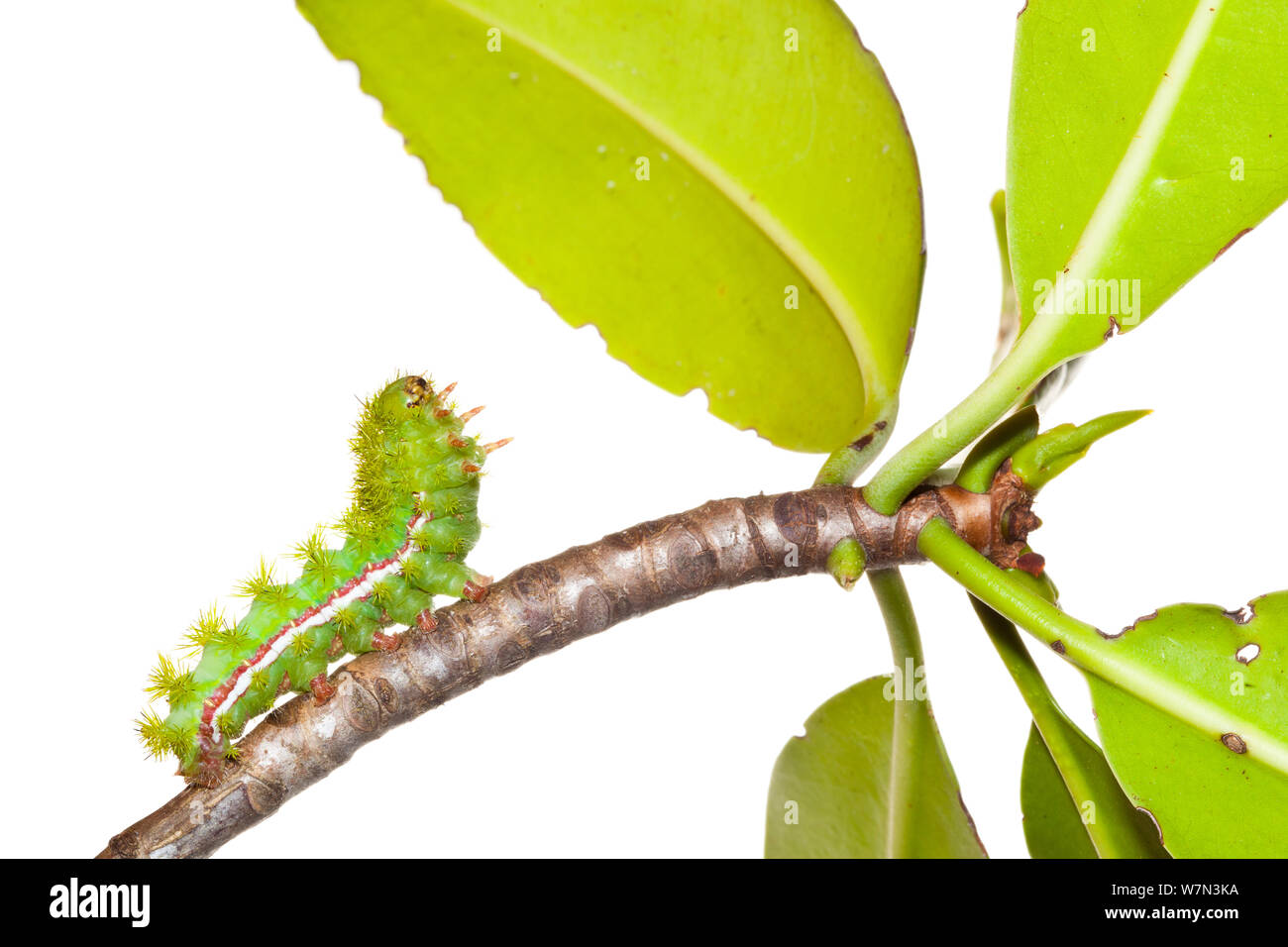 Caterpillar larva of Io moth (Automeris io) reaching up to mangrove leaves (Rhizophora mangle), Florida Bay, Everglades National Park, Florida, USA, December, meetyourneighboursproject.net Stock Photo