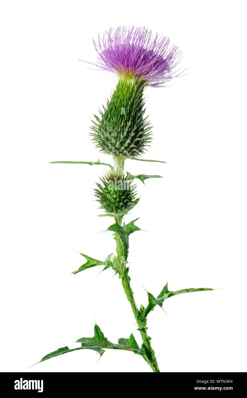 Spear thistle (Cirsium vulgare) in flower, Kocevje, Slovenia, August,  meetyourneighbours.net project Stock Photo