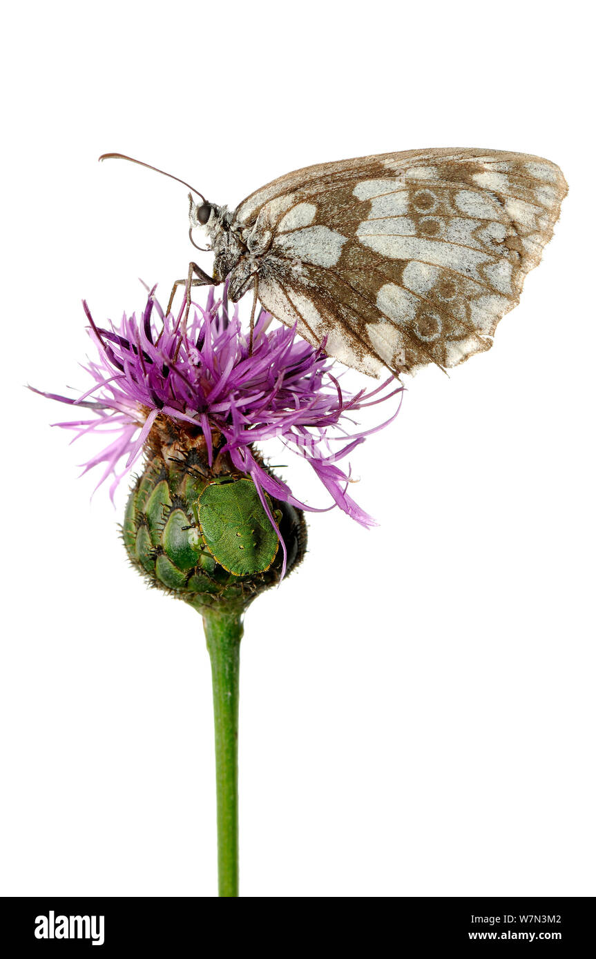 Marbled white butterfly (Melanargia galathea) and camouflaged  Southern green stink bug (Nezara viridula) on thistle flower (Cirsium), Kovevje, Slovenia, August,  meetyourneighbours.net project Stock Photo