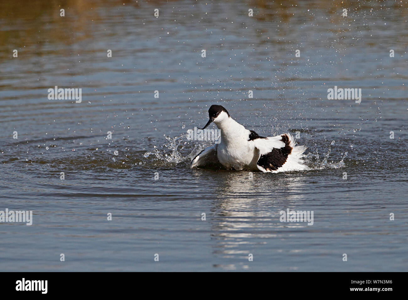 Avocet (Recurvirostra avosetta) bathing, Lancashire UK, April Stock Photo