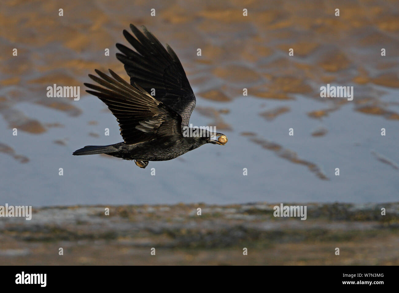 Carrion Crow (Corvus corone) in flight with Cockle shell, Liverpool Bay, UK, November Stock Photo