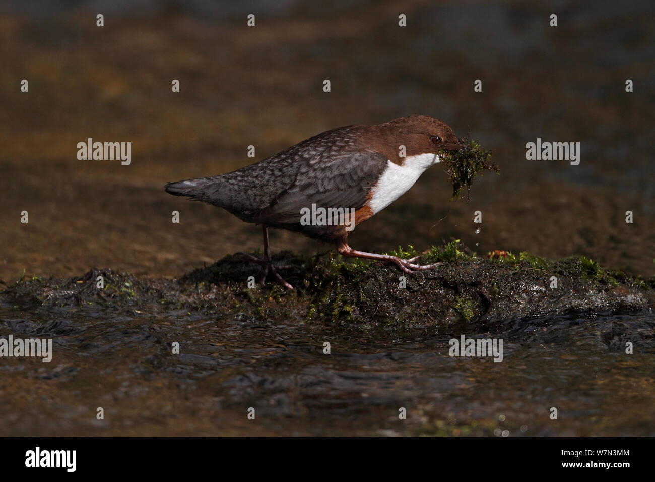 Dipper (Cinclus cinclus) carrying nesting material along stream, Clwyd, North Wales, UK, March Stock Photo